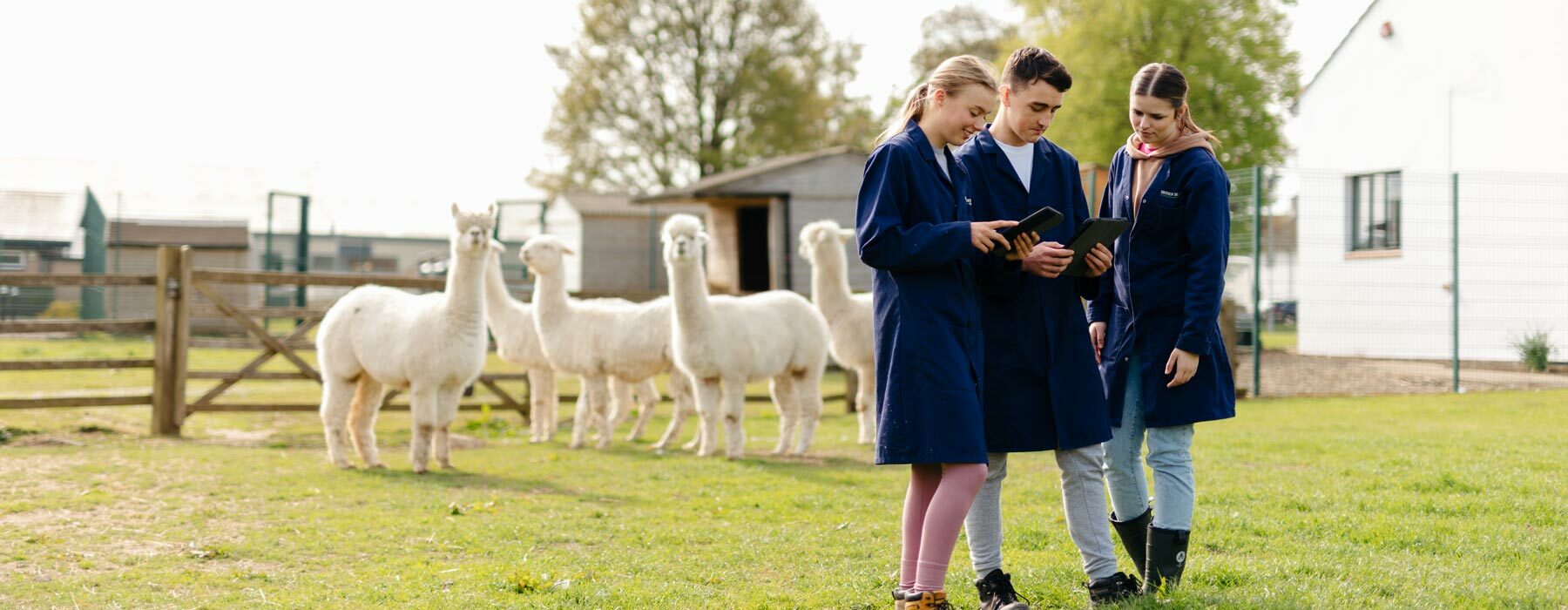 Students with tablets observing alpaca