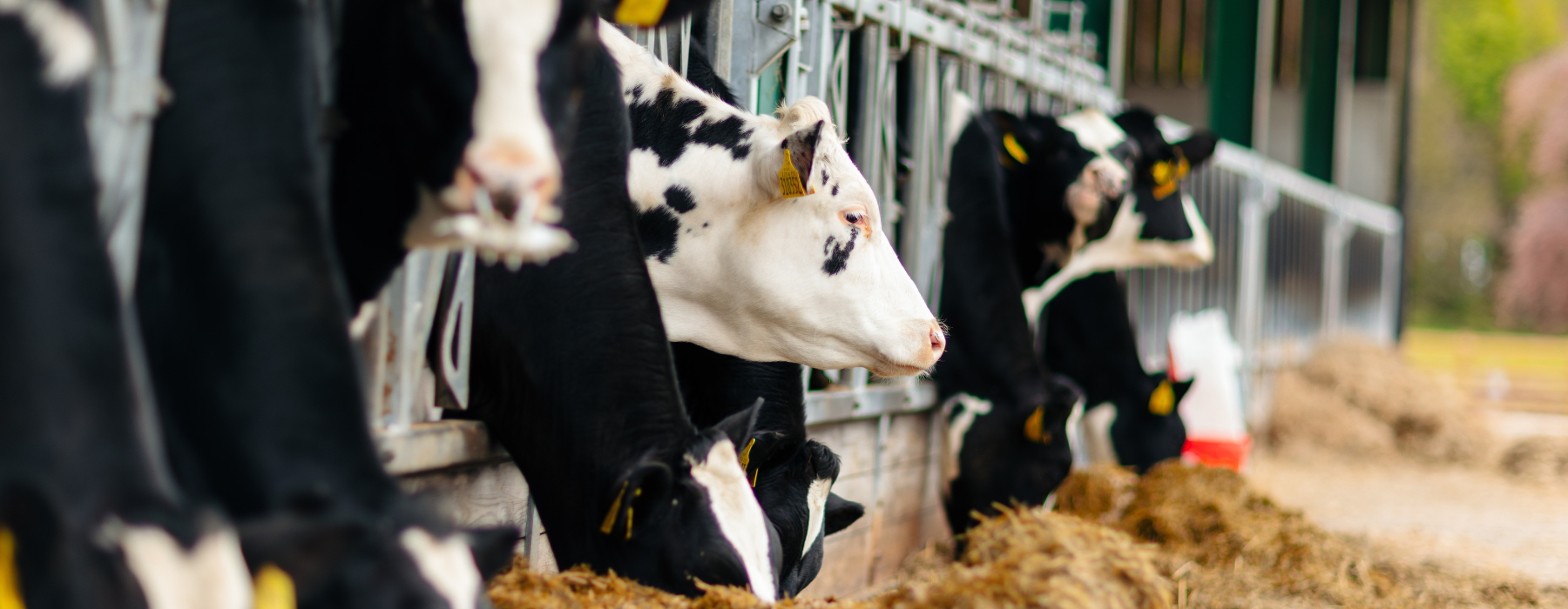 Assistant Farm Manager Banner