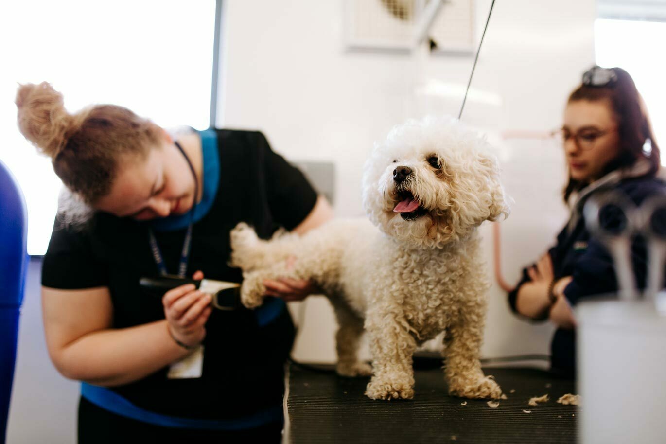 Dog smiling during groom at Bishop Burton