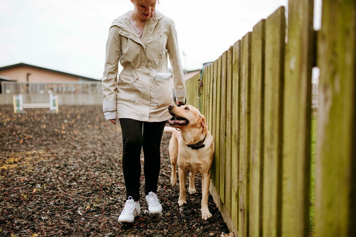 Dog walked at Bishop Burton College kennels