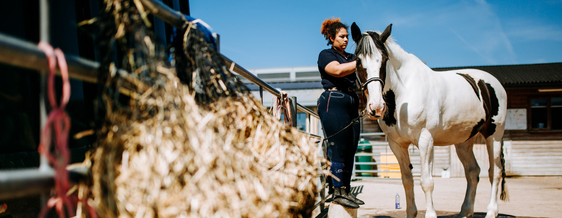 Equine groom apprentice caring for horse